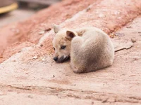 Newborn puppy