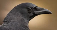 American Crow