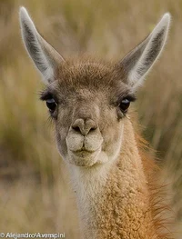 Guanaco 