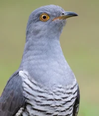 Common Cuckoo