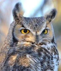 Great horned owl