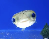 Silly Pufferfish