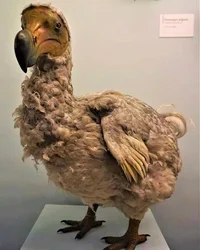 Dodo