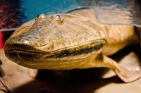 Tiktaalik