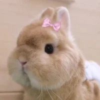 Bunni