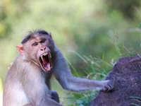 Angry Monkey