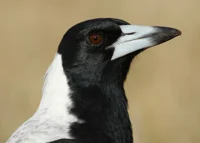 Australian Magpie 