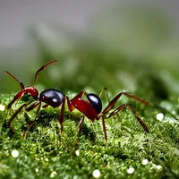 Ant Colony Simulator
