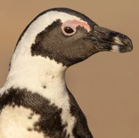 African Penguin