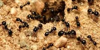 a colony of ants