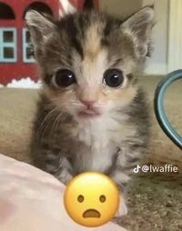 Shocked cat
