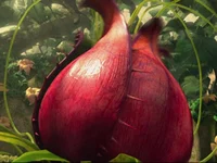 Carnivorous Plant