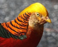 Golden Pheasant