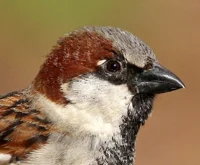 House Sparrow