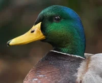 Mallard Duck