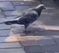 Boogie Pigeon