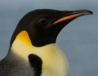 Emperor Penguin 