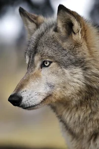 Wolf