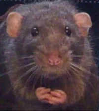 Ricky the rat