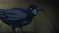 Kasugai Crow