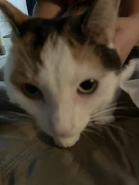 Pumpkinspice the cat