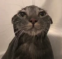 cat that hates water