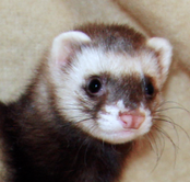 FartetFerret