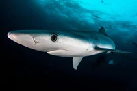 Blue Shark