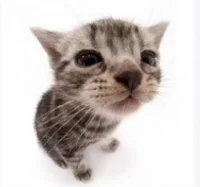 Mew the cat