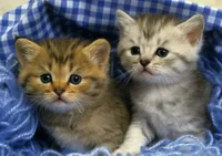 Two cute baby kitten