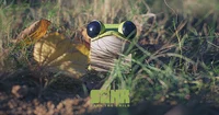 CUBE FROG