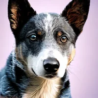 Bluey