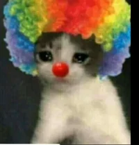 Clown Cat