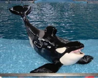 Kyuquot Orca Seworld