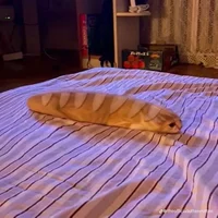 baguette cat