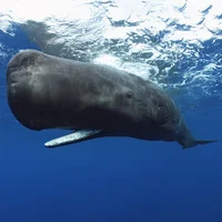 Soka the Sperm Whale