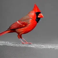 Carla the cardinal