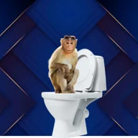 TOILET MONKEY