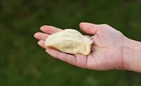 Polish Pierog