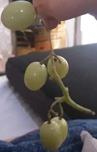 Grape Dinosaur