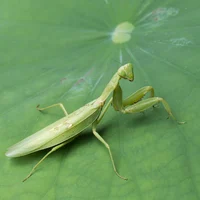 Mantis