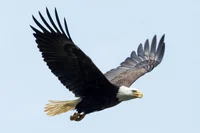 Bald eagle