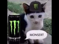 Monsert Cat