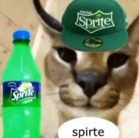 Spirte Cat