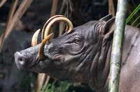 Coco The Babirusa 