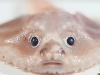 This fish thingy