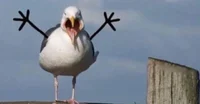 seagull w sitck arms