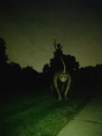 The skinwalker 