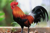 Rooster