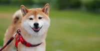 Shiba Inu